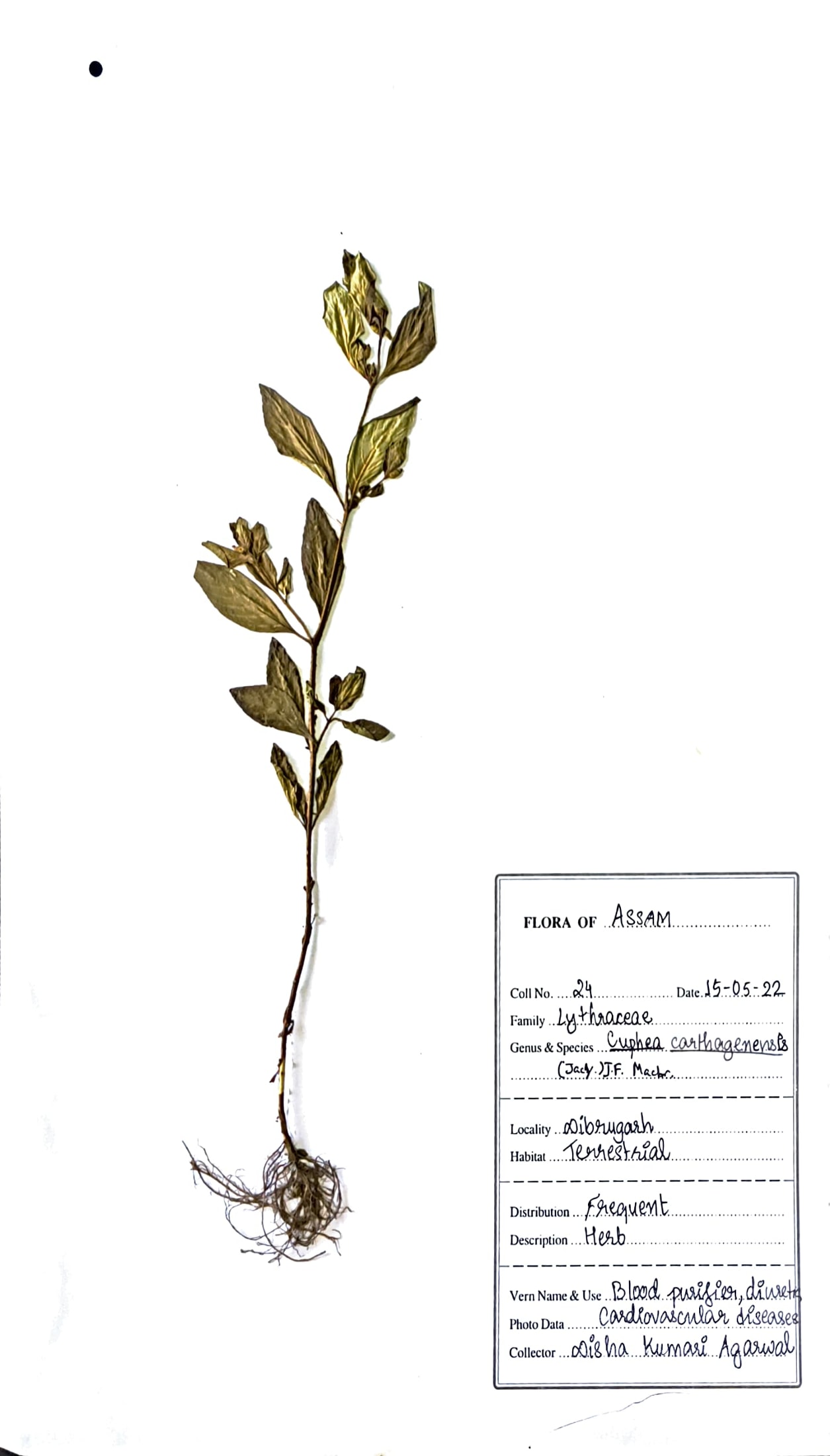Pani Jetuka (Ass.) (Herbarium)